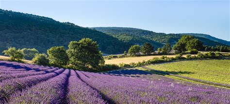 The Splendour Of Blooming Lavender Fields France
