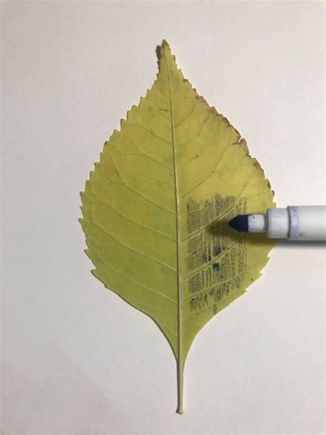 Leaf Printing 3 Ways Scyap