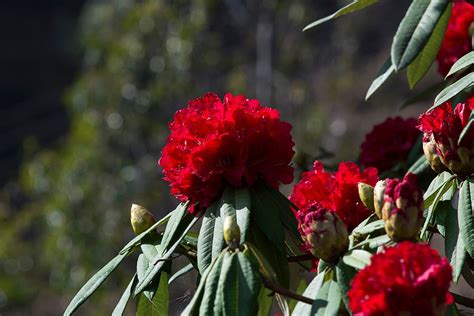 Rhododendron National Flower Of Nepal Lali Gurans National Flower