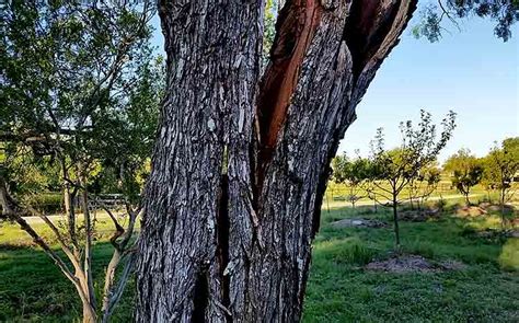 Can You Repair A Split Tree Trunk Best Way