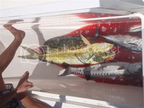 Swords In Largo Dolphin Tuna And Shark Bait In Miami Boatless
