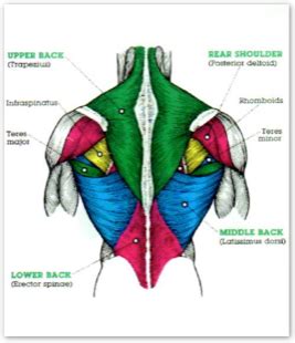 The muscles of the back that work together to support the spine, help keep the the back muscles can be three types. Lower & Middle Back | A Step Beyond Massage Therapy