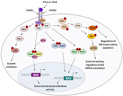 Simplified Schematic Of Type I Ifn Induction And Major Ifnar Signaling Sexiz Pix