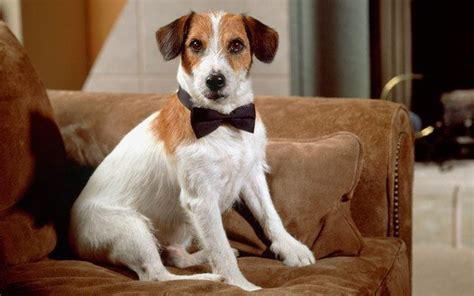 The Greatest Television Dogs Of All Time