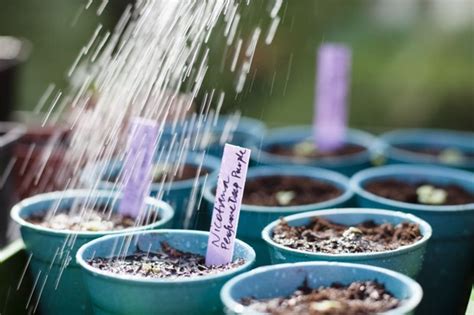 Growing Nicotiana From Seed Bbc Gardeners World Magazine
