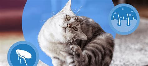 Flea Allergy Dermatitis In Cats What You Need To Know