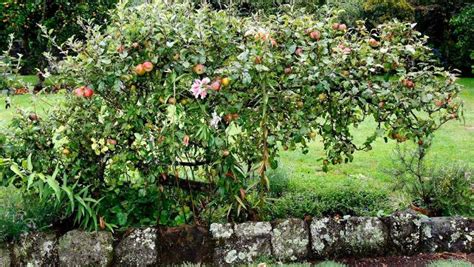 Fruit Trees For Small Garden Spaces Nz
