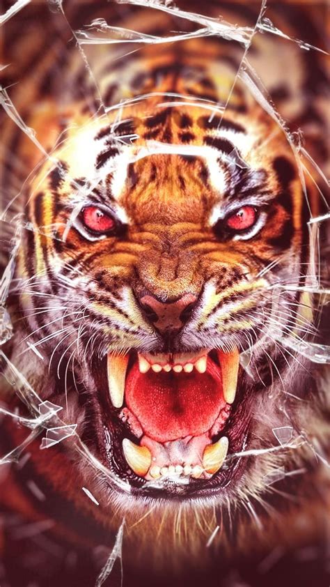 Awesome Angry Roaring Tiger Wallpaper Catwill Image Bookmark