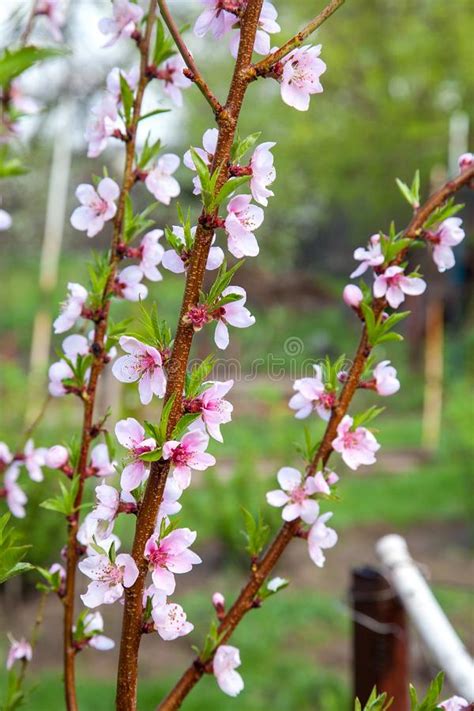 Pink Flowers Of The Peach Blossoms In Garden At Spring Day Stock Image