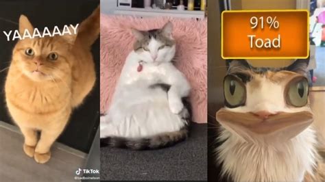 Best Dank Cat Memespart 5 Hilarious Monkey Viral
