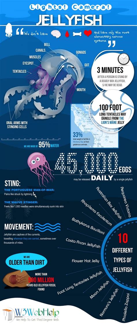 Ocean Sea Life Facts Zones Squids Depths Ecosystem Organisms Marine