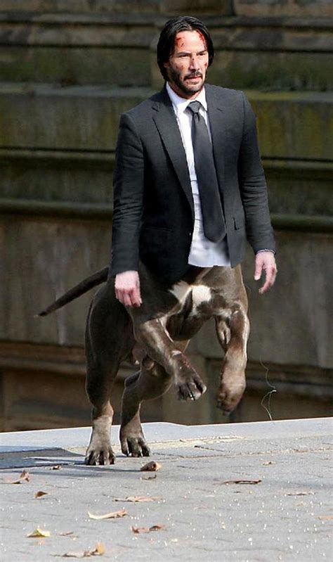 The john wick franchise is likely known for 3 things by now; Funny John Wick 2 Keanu Reeves With Dog Photoshop | Funny Damn