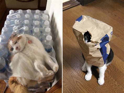 Gallery Of Pets That Got Themselves Hilariously Trapped
