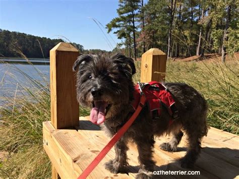 Accommodating up to 5 people and consisting of three beds, table, chairs, picnic table, electric outlet, porch, and fire ring. oz at lake mcintosh, indian springs, georgia | Indian ...