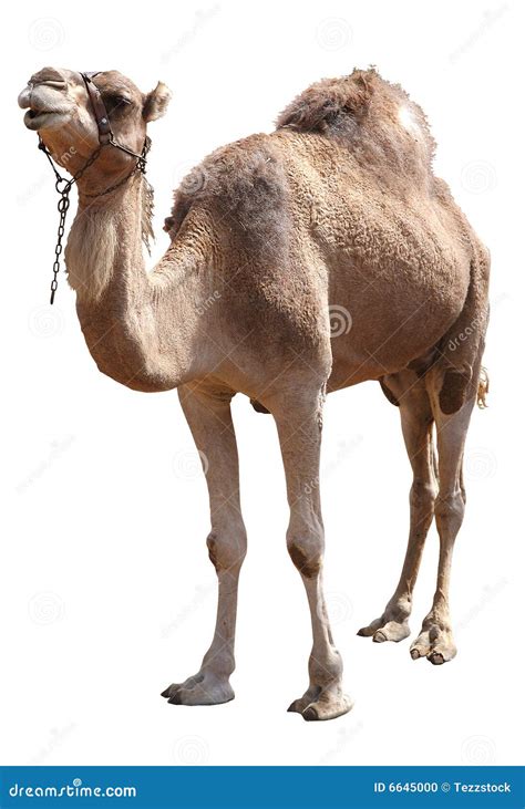 Camello Foto De Archivo Imagen De Desierto Chepa Aislado 6645000