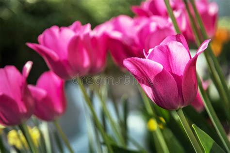 Beautiful Pink Tulips In The Garden Springtime Stock Image Image Of