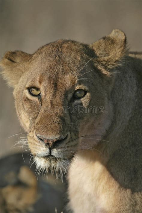 African Lion Panthera Leo Stock Image Image Of Africa 77561403