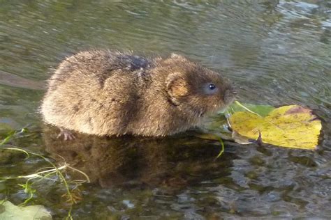 Water Vole Arvicola Amphibius 2b The First Of Yesterday Flickr