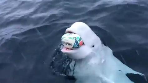 Viral Video Shows Beluga Whale Playing Fetch In The Artic Ocean