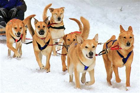 What Is The Historic Purpose Or Use Of Sled Dogs Get Your Pet Thinking