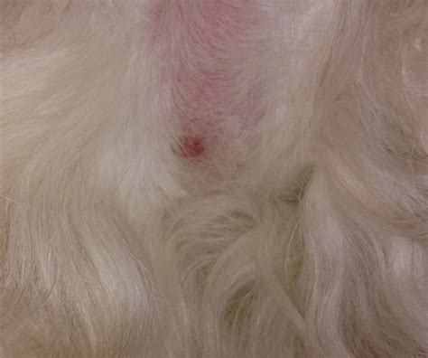I Found A Bump On My Dogs Skin And Dont Know What It Is At First I