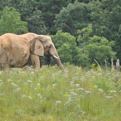 The Elephant Sanctuary Has Earned Re Accreditation From The Global