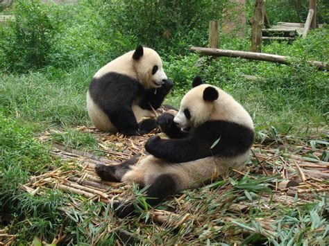Pandas In China Panda Panda Bear Animals