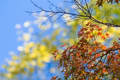 Jeffrey Friedls Blog Bonanza Of Fall Foliage Desktop