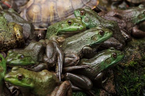 Army Of Frogs And Turtles In A Pond Stock Photo Image Of Frog Little