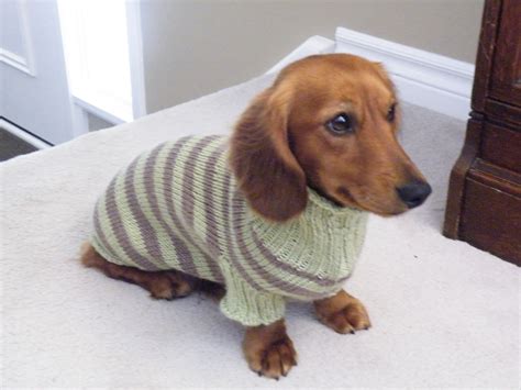 Sweater Pattern For Mini Dachshunds Doxie Dachshund Knitted Dog 9ee