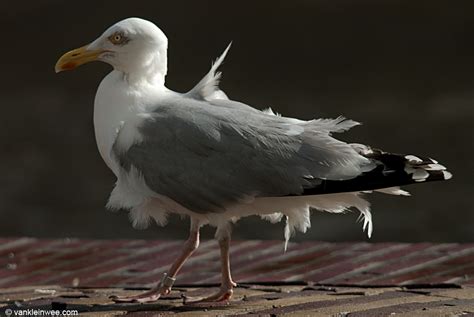 european herring gull adult m[bruxelles h 133694] flickr