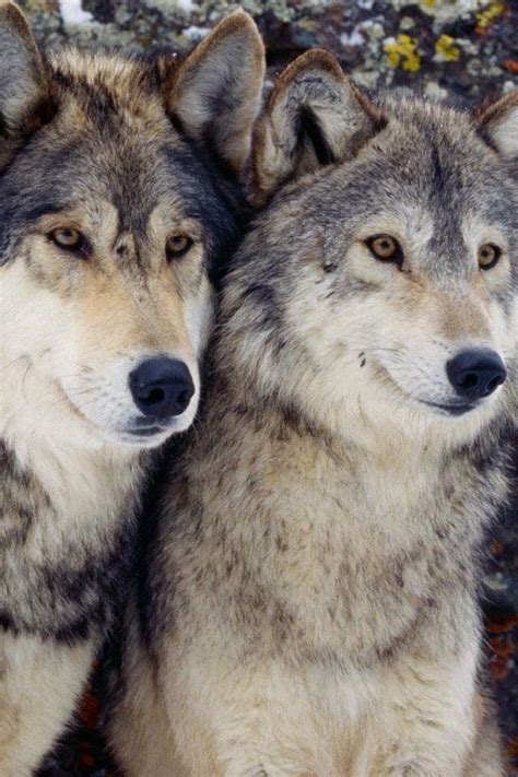 Pin Von 竹林 リカ Auf Wolves Verliebte Wölfe Wolf Hunde Ausgestopftes Tier