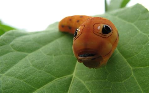 Spectacular Caterpillars That Look Like Snakes