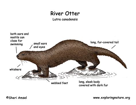 Otter River