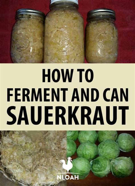 how to ferment and can sauerkraut new life on a homestead homesteading blog canning