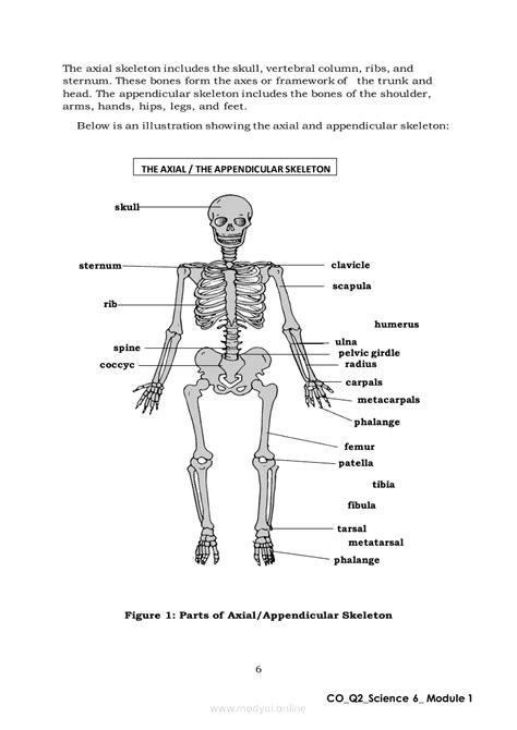 Science 6 Quarter 2 Module 1 The Human Body Systems Skeletal