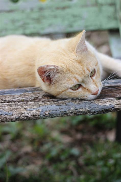 Orange Tabby Cat Lying On Brown Slab Photo Free Brown Image On Unsplash