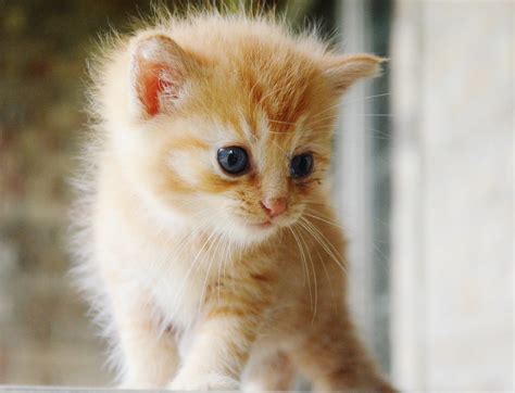 Orange Tabby Kitten Kitten Orangetabby Animal
