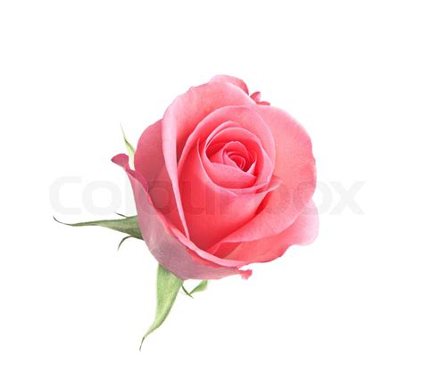 Beautiful Pink Rose Isolated On White Background Stock Image Colourbox