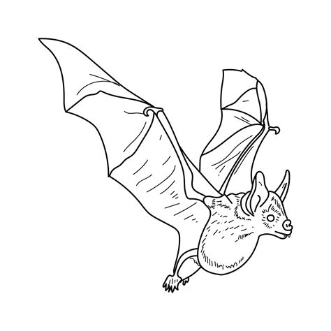 Fruit Bat Coloring Pages