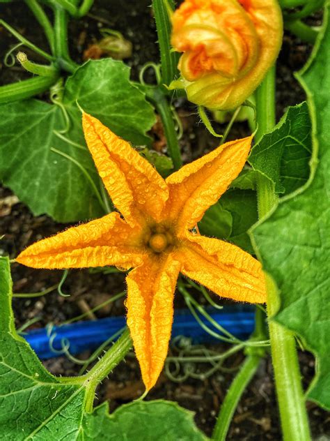 Beautiful Zucchini Flower In My Vege Garden Rvegetablegardening