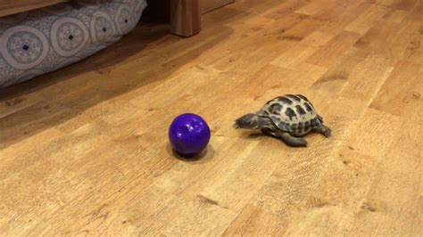 Tortoise Chases Ball Cute Tortoise Dog Ball Turtle