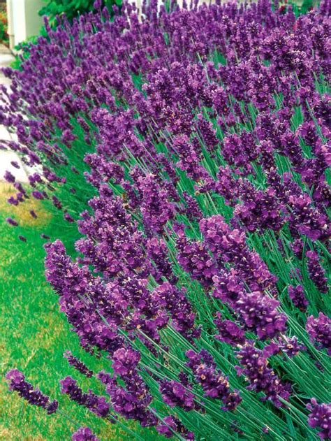 Old English Lavender Spreads With Fragrant Foliage Lavandula