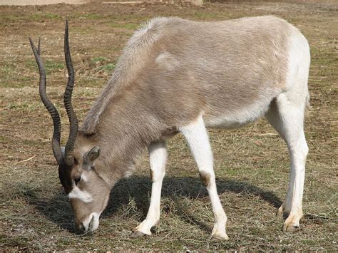 Addax antelope (aka white antelope & screwhorn antelope). Addax nasomaculatus - Wikipedia, la enciclopedia libre