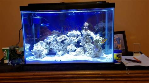 20 Gallon Reef Tank Update First Coral Youtube