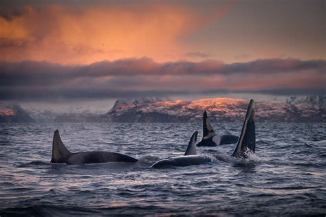Swimming With Orcas In Norway Photo Tour George Karbus Photography