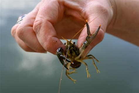 How To Catch Crawfish And Keep Them Alive Field And Stream