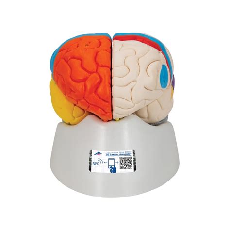3b Scientific Neuro Anatomical Brain Model 8 Part Includes 3b Smart