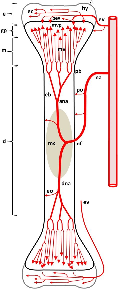 Distal end of right humerus. Diagram depicting the arterial supply to a growing leg bone. The... | Download Scientific Diagram