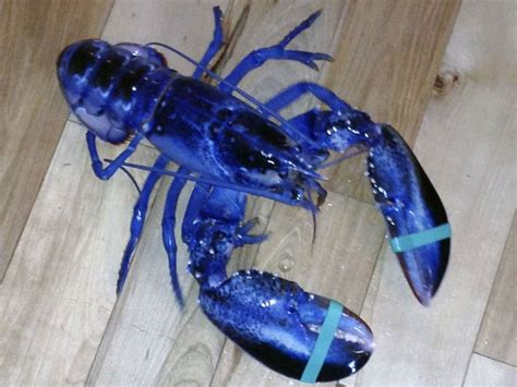 Rare Blue Lobster Found Off Us Coast Americas News The Independent